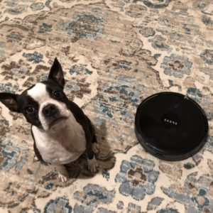 How to Introduce Dog to Robot Vacuum?