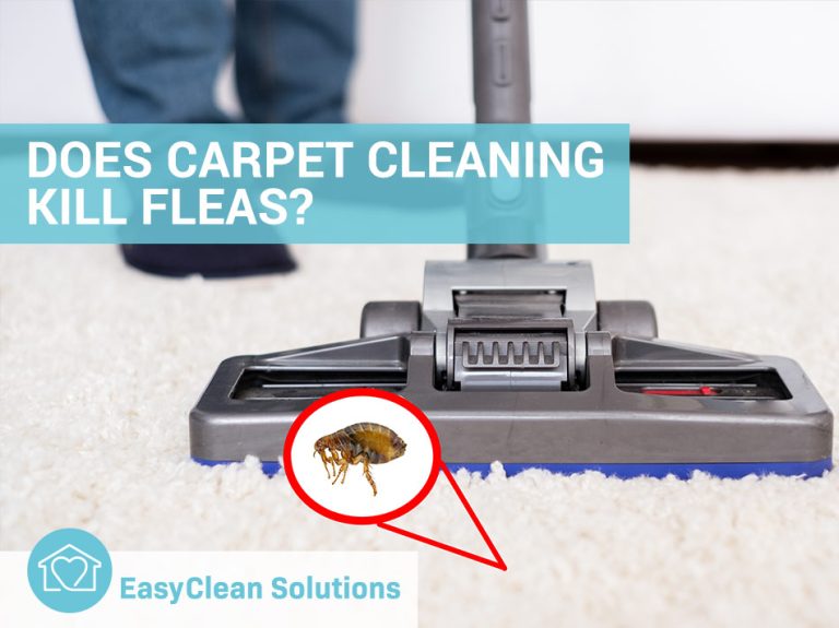 Will a Steam Mop Kill Fleas?